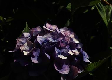 Purple Hydrangea Blossom