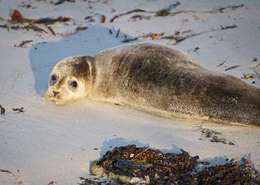Baby Seal Resting on Sandy Beach at sunset