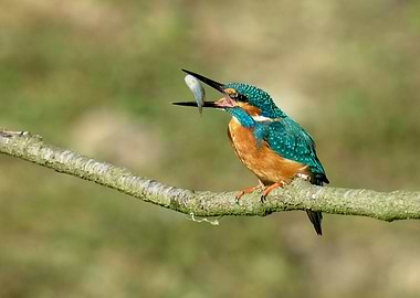 Kingfisher with Fish on Branch