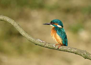 Kingfisher Perched on Branch