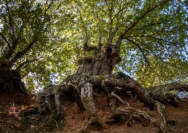 Ancient Tree with Exposed Roots