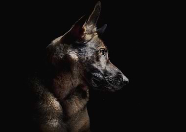 German Shepherd Portrait on Black Background