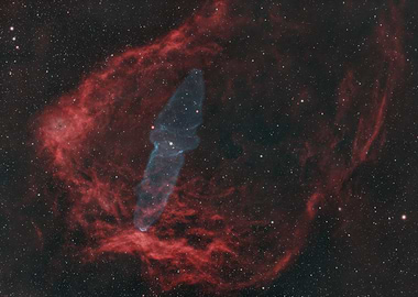 The Flying Bat & Giant Squid Nebula