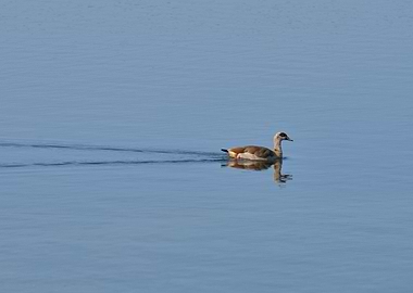 Egyptian Goose Swimming in Blue Water