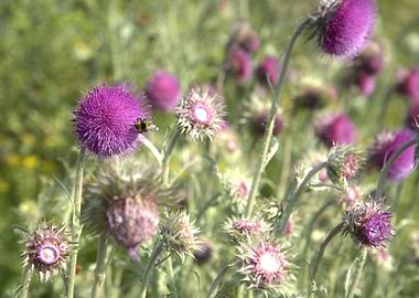 Thistle Field with Bee