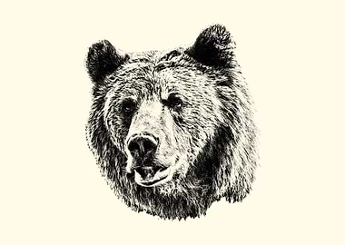 Bear Head Drawing