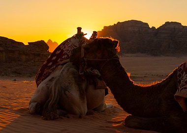 Camel in Desert at Sunset