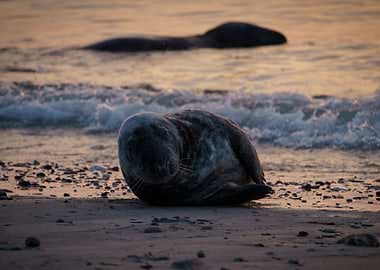 Gray seal at the beach of 'Helgoland düne' from distance