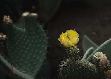 Cactus Jewel