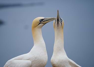 A couple of Northern gannets sitting at their nest with the ocean in the background
