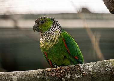 Green Parrot on a Branch