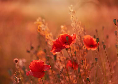 Red Poppies in Warm Light, Summer Meadow