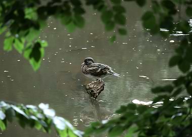 Duck on a Log in Pond