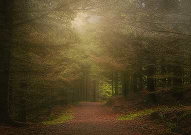 Misty Forest Path