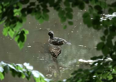 Duck on a Log in Pond