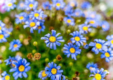 Blue Daisies with Yellow Centers