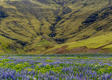 Lupine Field with Mountain Backdrop