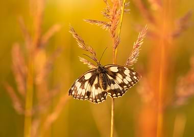Butterfly on Grass in Golden Light