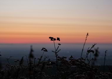 Sunset Silhouette of Wildflowers