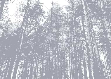 Monochrome Forest Canopy