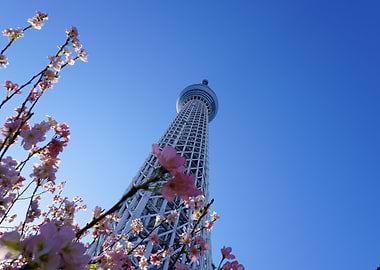 Tokyo Skytree with Cherry Blossoms