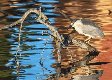 Night Heron Perched on Branch