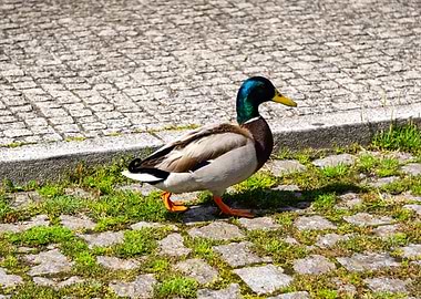 Mallard Duck on Cobblestone Path