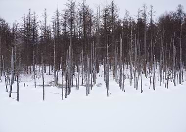 Winter Forest Landscape with Snow