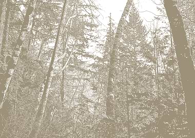 Monochrome Forest Canopy View