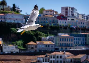 Seagull in flight over cityscape