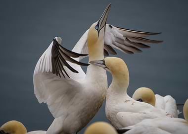 Gannets Mating Ritual at the Helgoland colony