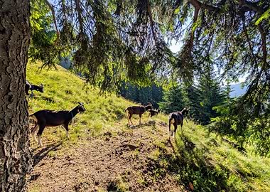 Goats Grazing on a Sunny Hillside