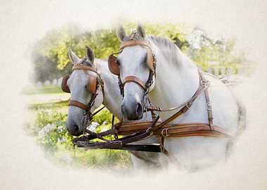 Two White Horses with Harnesses