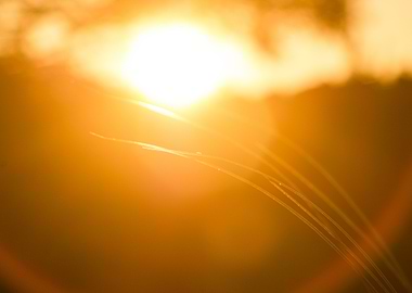 Golden Sunlight Through Grass