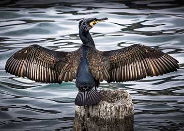 Great Cormorant (Phalacrocorax carbo) Spreading Wings on Wooden Post