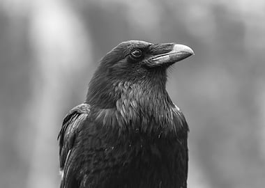 Raven Portrait in Black and White