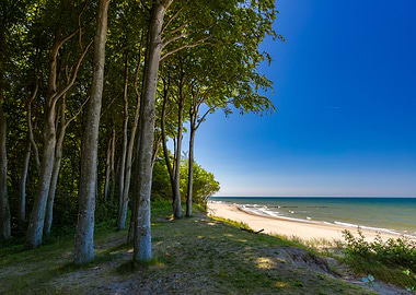 Beachside Forest on a Sunny Day, Baltic Sea