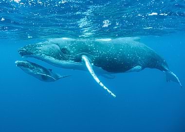 Humpback Whales Underwater