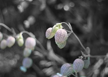 Summer Flowers in the woods