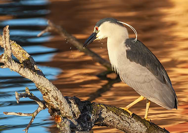 Black-crowned Night Heron on Branch