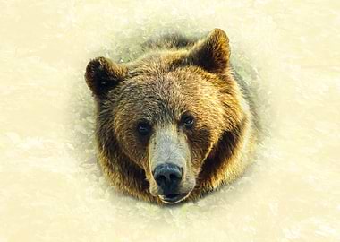 Bear Portrait