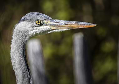 Grey Heron (Ardea cinerea) Portrait