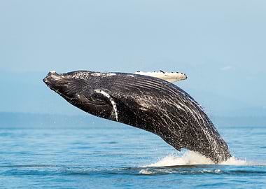 Humpback Whale in Ocean
