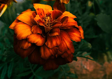 Orange Marigold Flower Close-Up