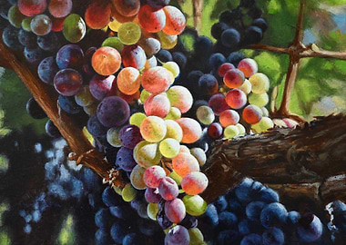 Grape Vine Painting