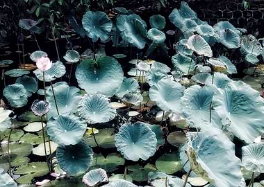 Lotus Pond with Pink Flower