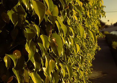 Green Hedge in Sunlight