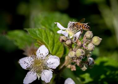 Bee on White Flower