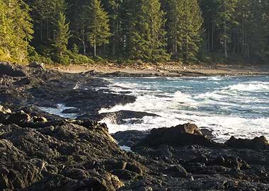 Rocky Coastline with Forest Backdrop