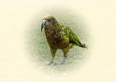 Kea Bird Portrait